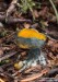 krasočíška žlutá (Houby), Caloscypha fulgens (Fungi)